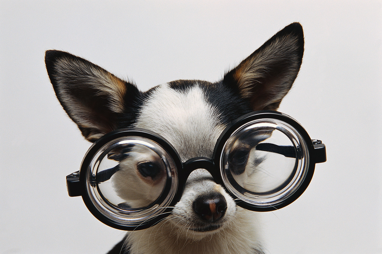 picture of Poindy, a smart dog wearing glasses