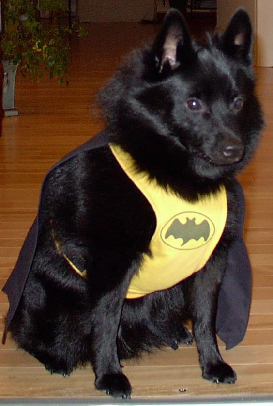 Taz in Batman costume