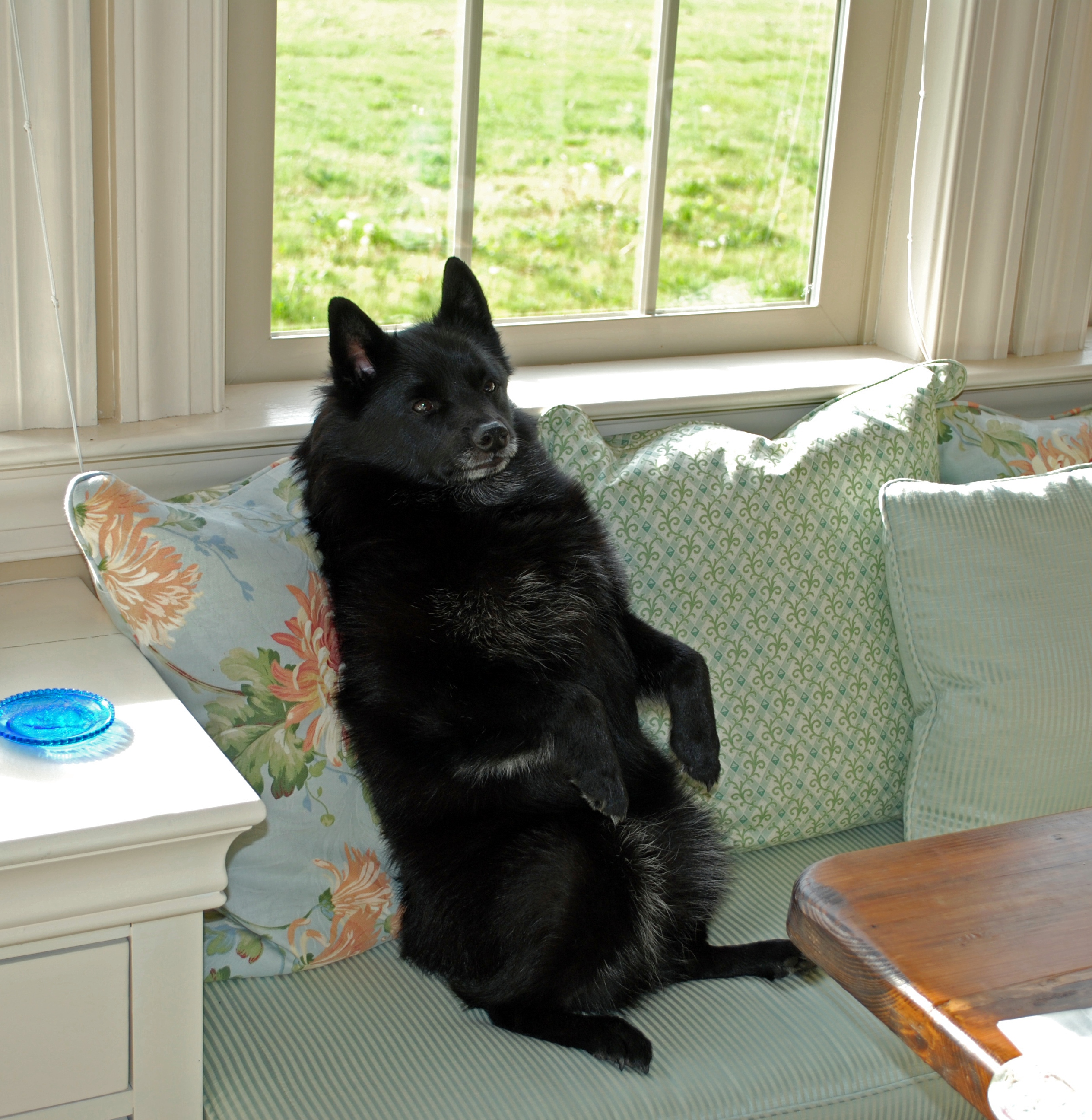 Picture of Taz-E-Bear relaxing on windowseat